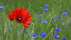 Mohnblumen